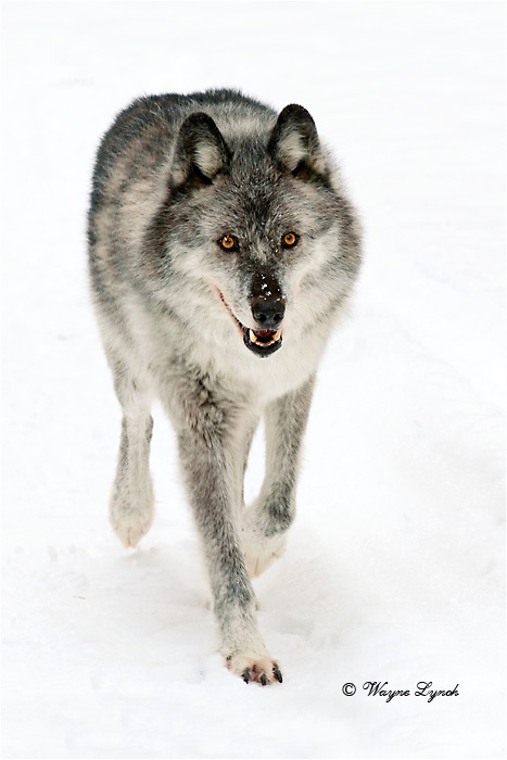 Wolf by Dr. Wayne Lynch &copy;